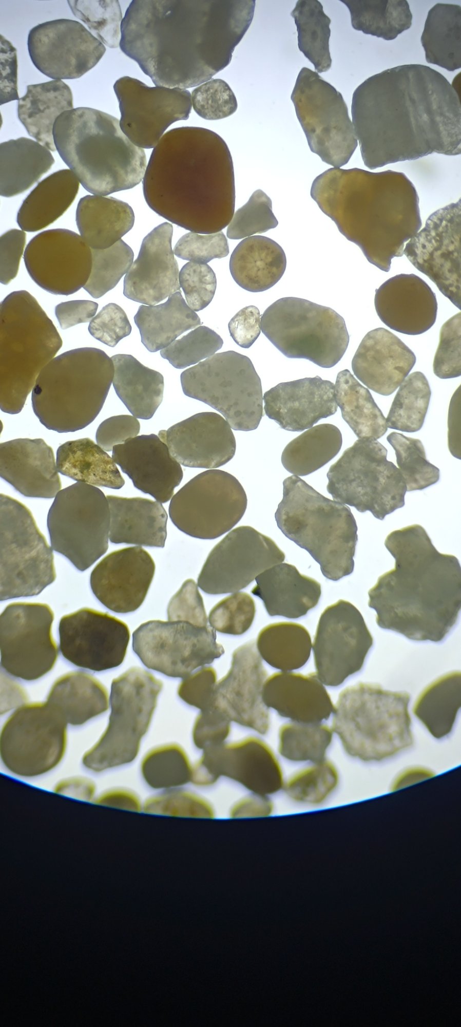 Recall — Shoreline Foraminifera Study